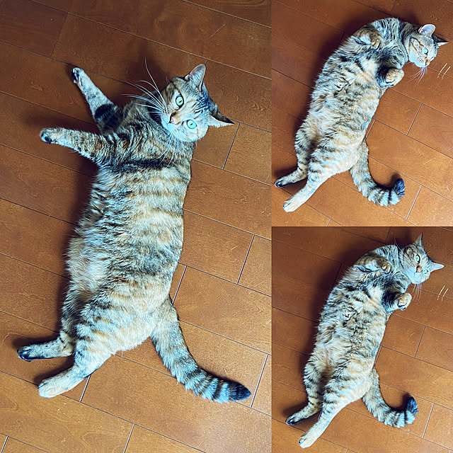 hansho.sさんの実例写真