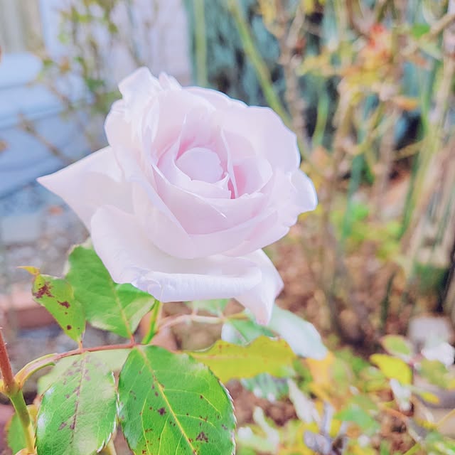 surviveさんの部屋