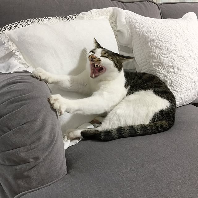 yuchiさんの実例写真