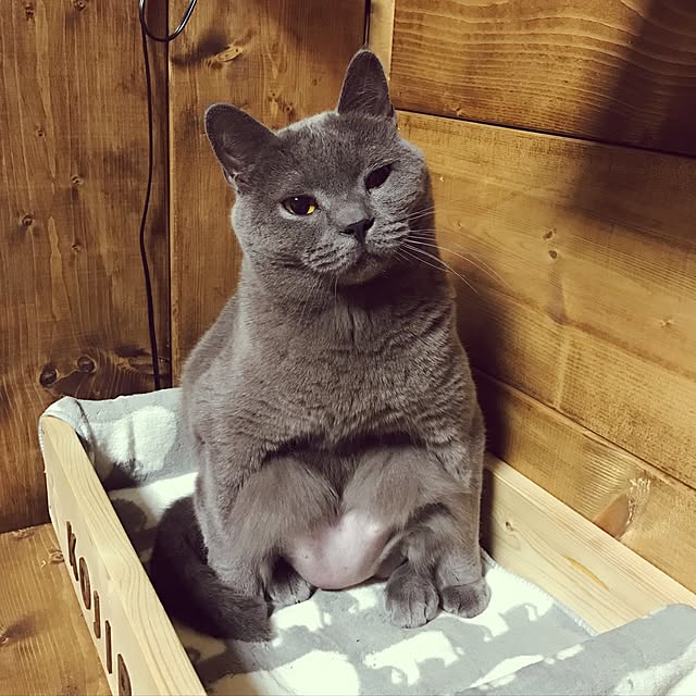 meguさんの実例写真