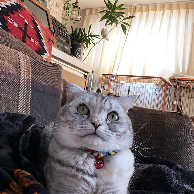 yokkochanさんの実例写真