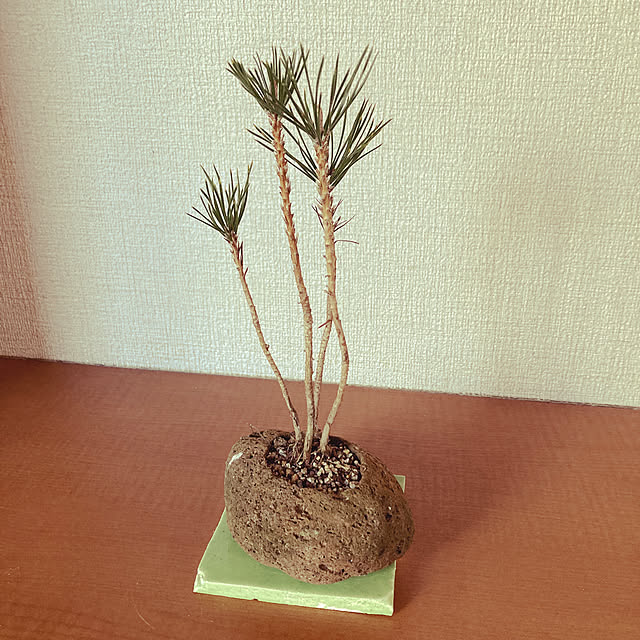 hiromiさんの実例写真