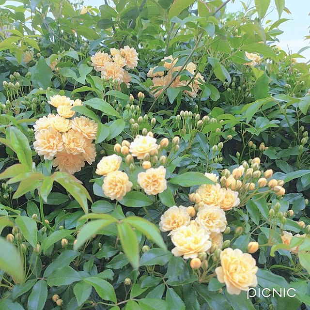 Miyumamaさんの部屋