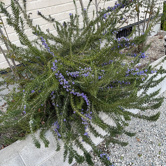 prelumoさんの実例写真