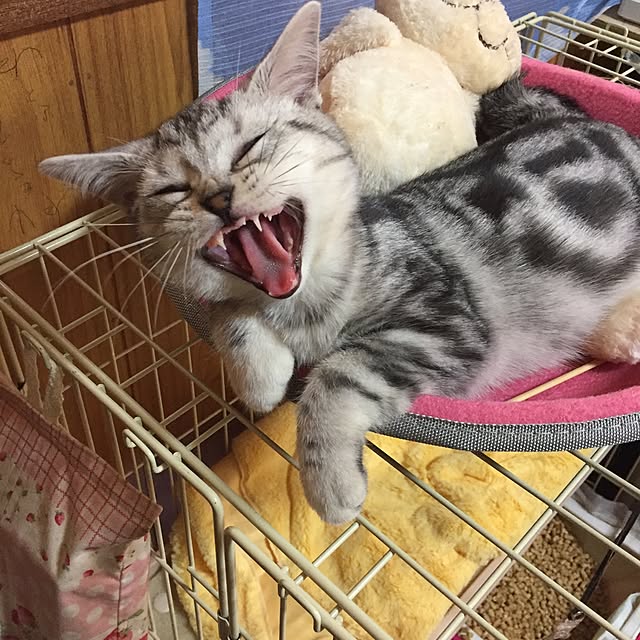 tanutanさんの実例写真