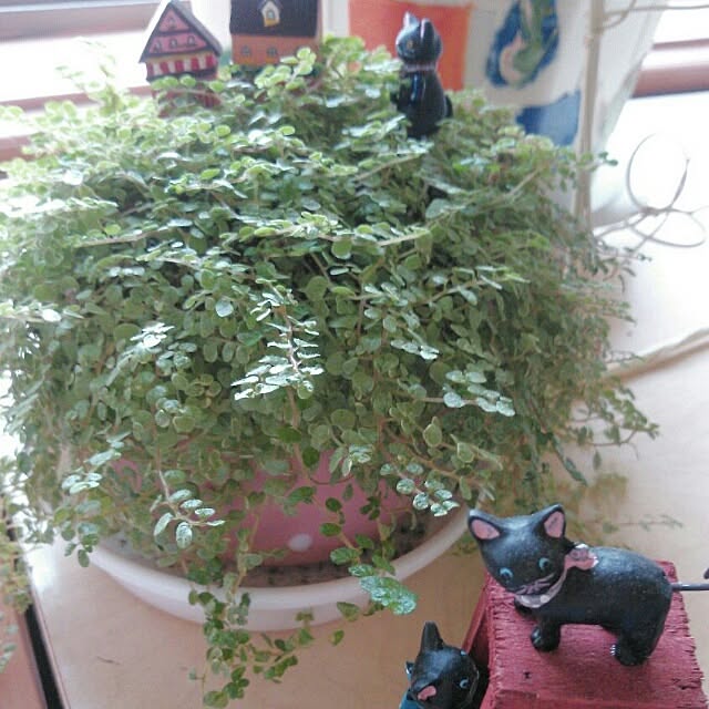 Linさんの実例写真