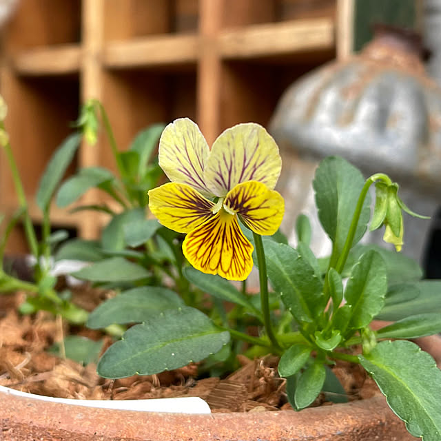 shiropenguinさんの部屋