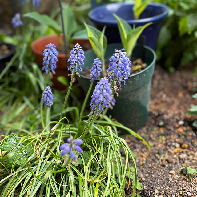 buchiさんの部屋