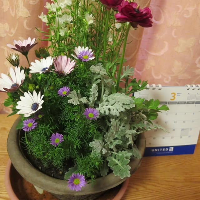 部屋全体/植物のインテリア実例 - 2014-03-29 17:37:06