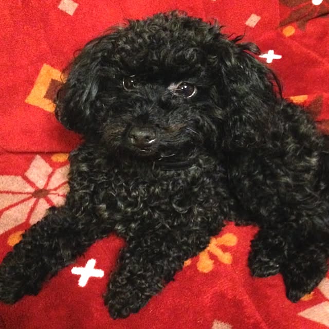 mahinaさんの実例写真
