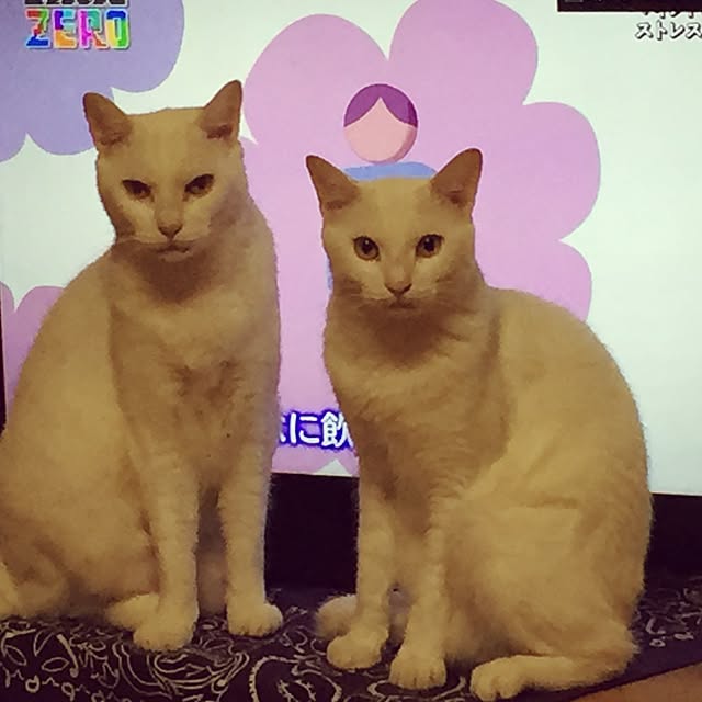 gadgetさんの実例写真