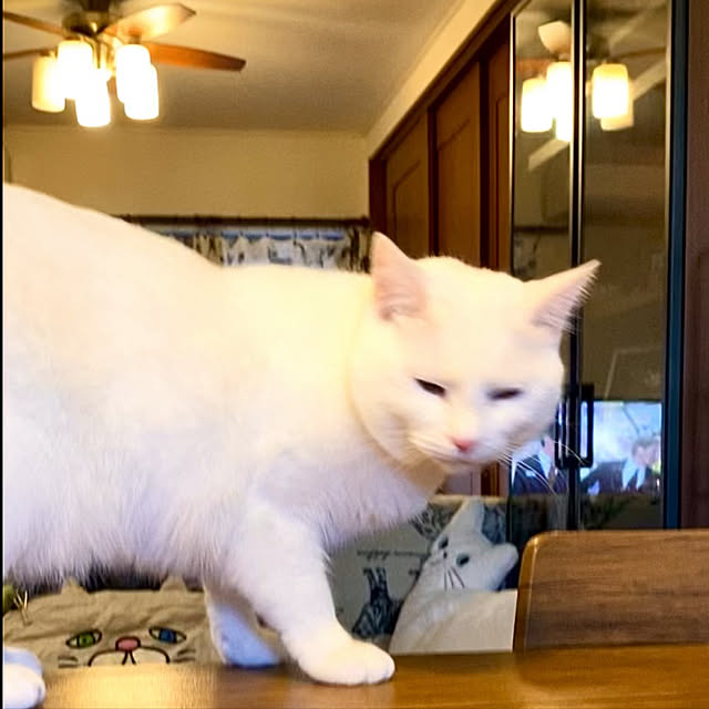 butachanさんの実例写真
