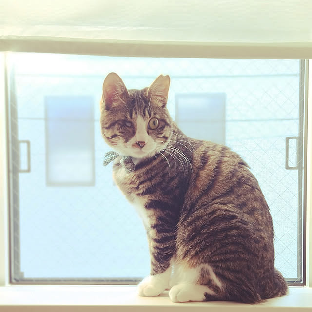 nottanさんの実例写真