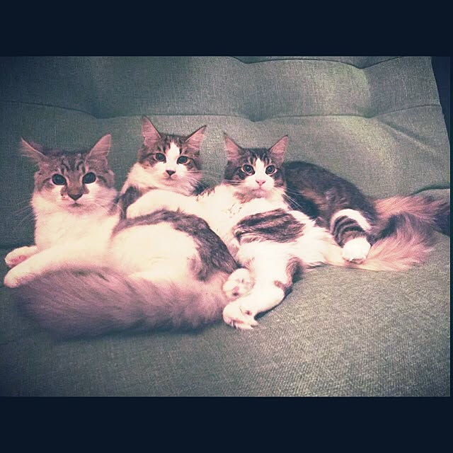 実例写真