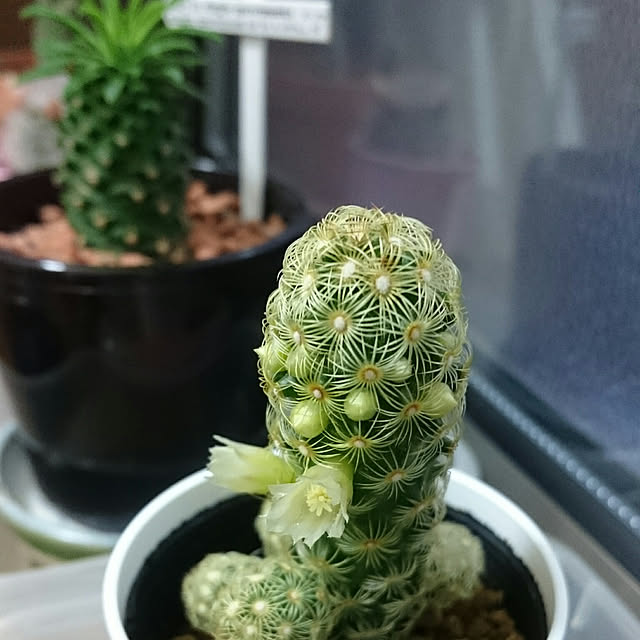 satoriさんの実例写真