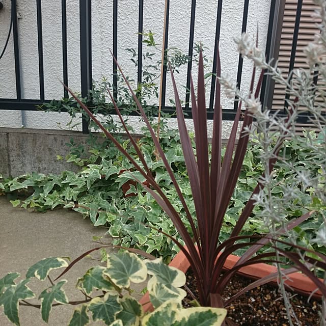 plumeriaさんの実例写真