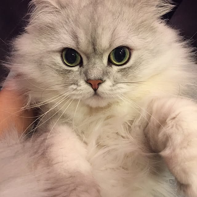 horurunさんの実例写真