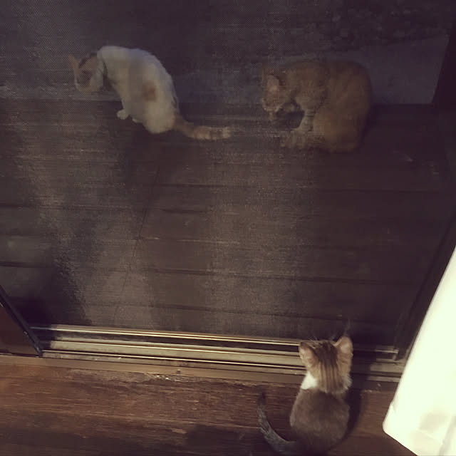 poncocoberryさんの実例写真