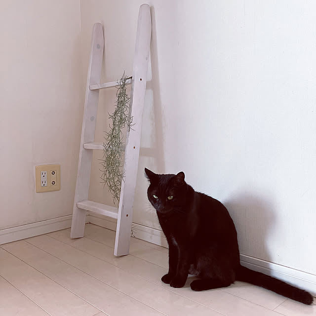 nekomiさんの部屋