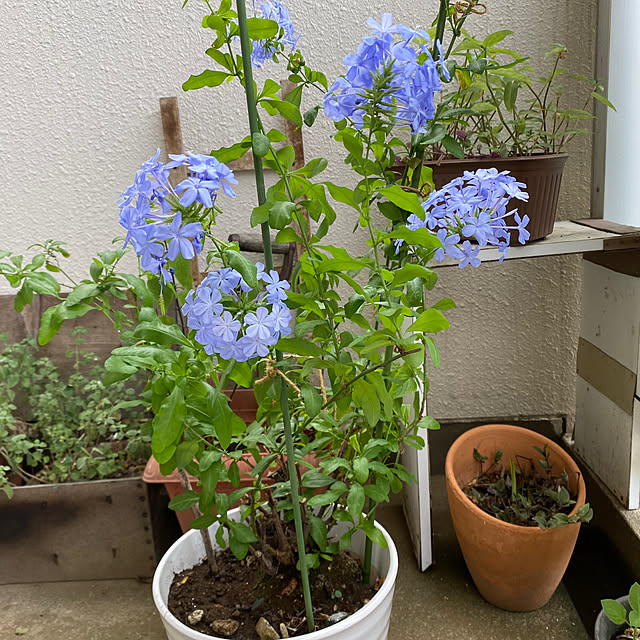 mamiさんの部屋