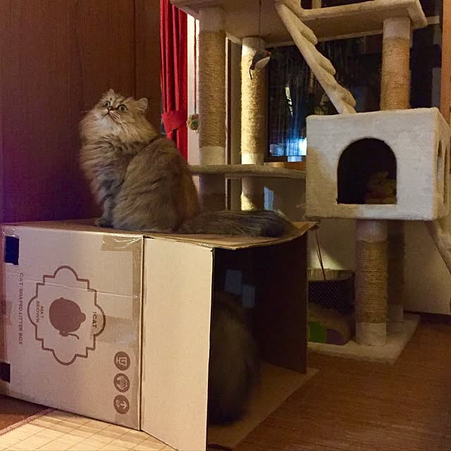 butachanさんの実例写真