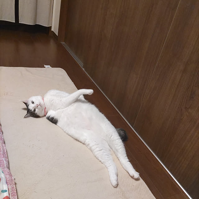 yuuさんの実例写真