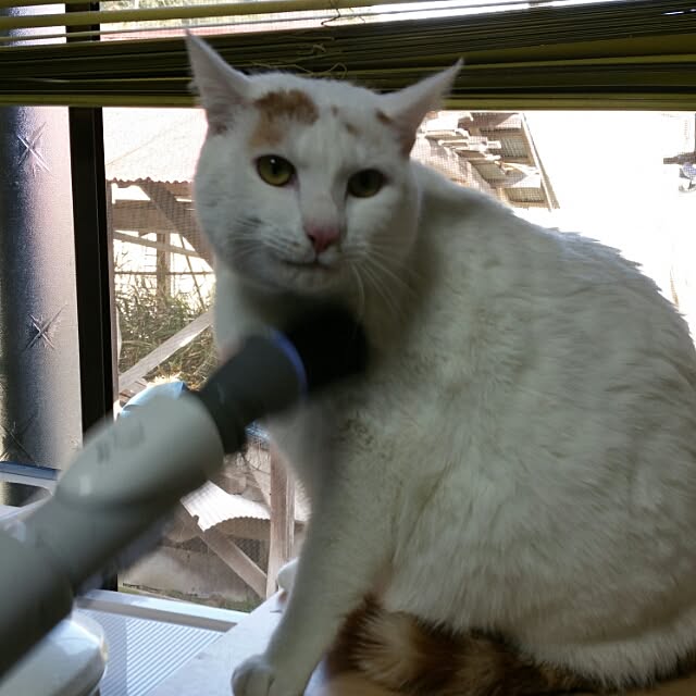Yukikoさんの実例写真