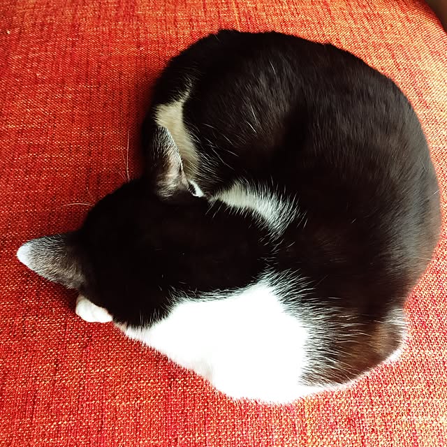 mochiさんの実例写真