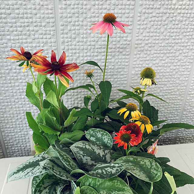 yukarin-gardenさんの実例写真