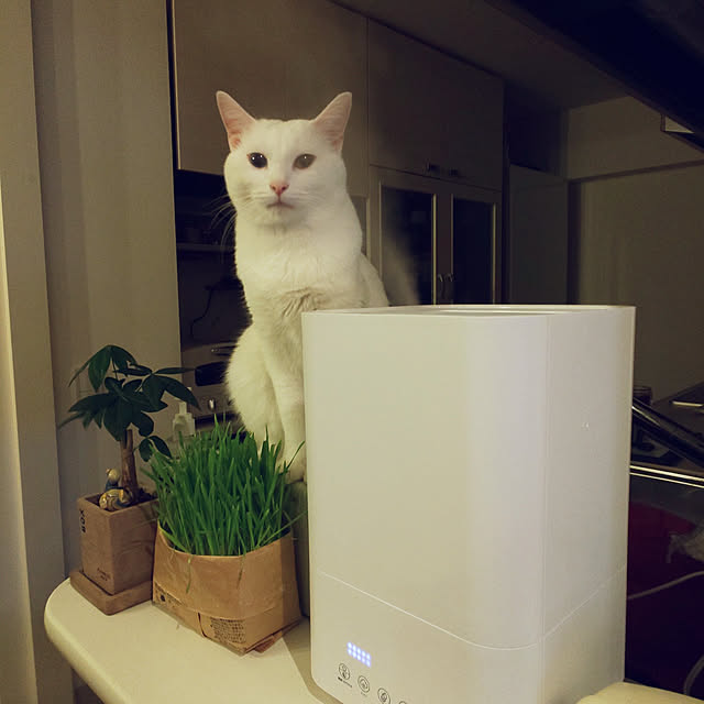 necoさんの実例写真