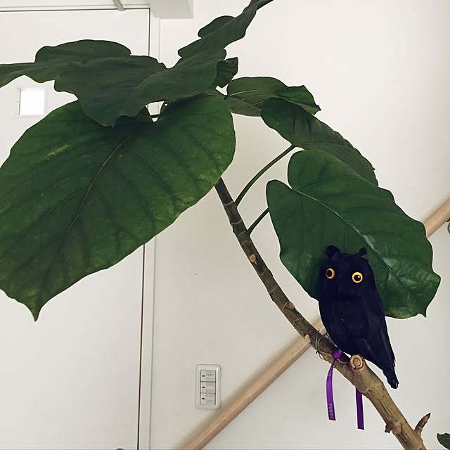 emさんの実例写真
