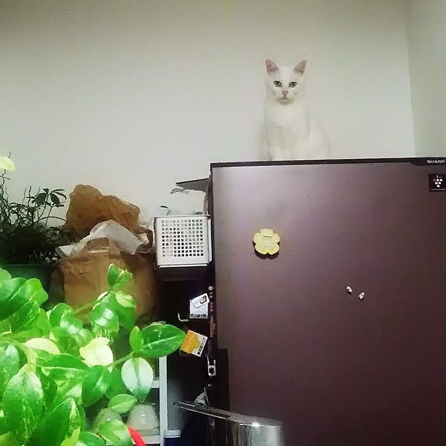 Miki1010さんの実例写真