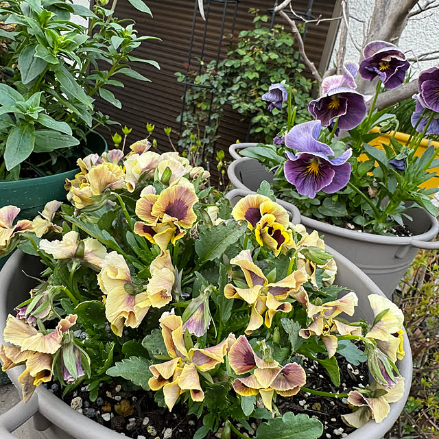 mamizaさんの部屋