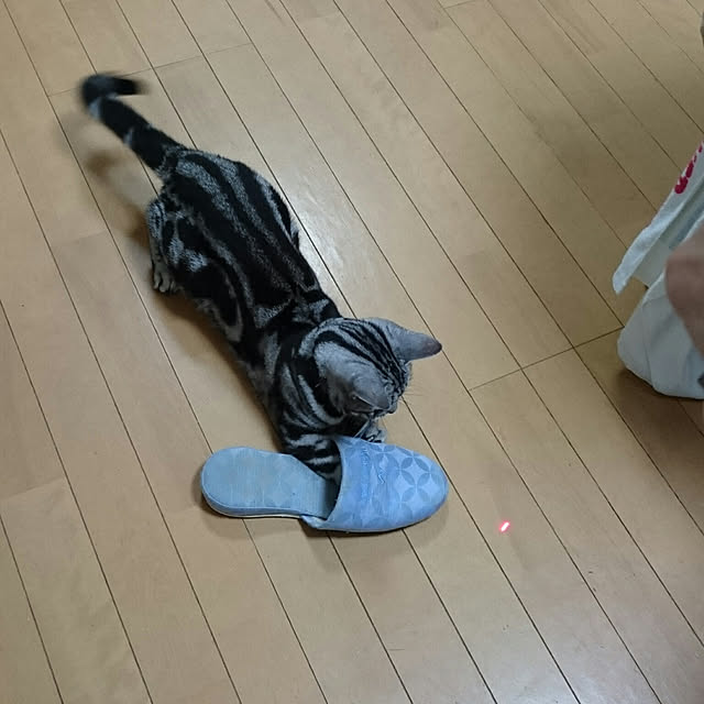 CatClipさんの実例写真