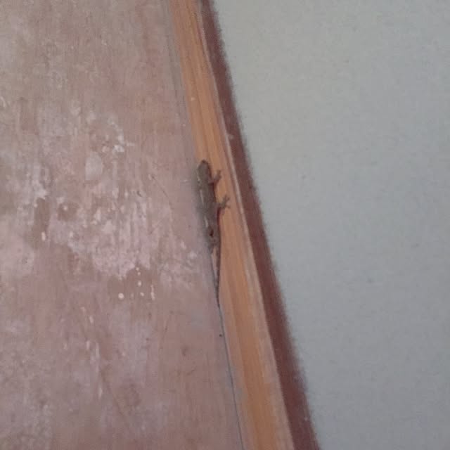 mitubachiさんの実例写真