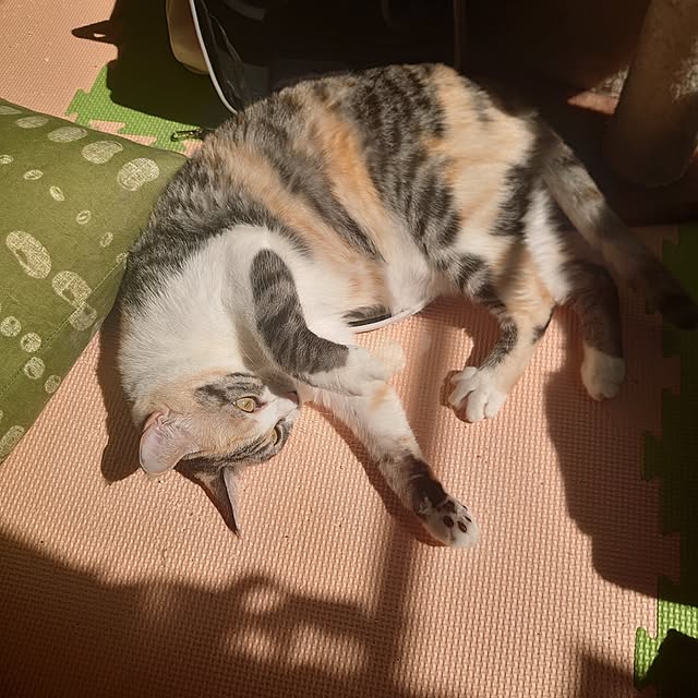 shinobuさんの実例写真