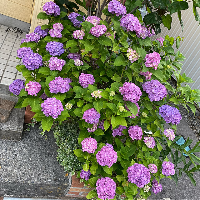 cecil..さんの実例写真