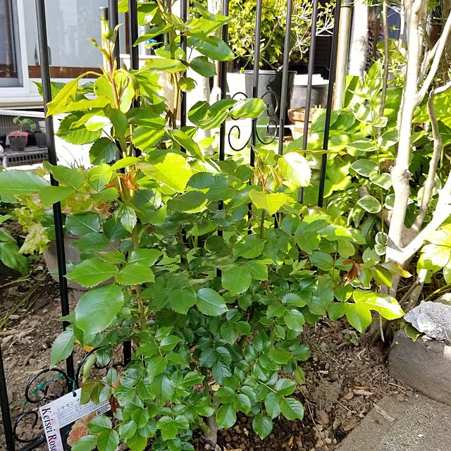midoriさんの部屋