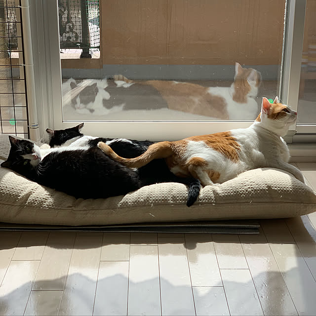bikkeさんの実例写真