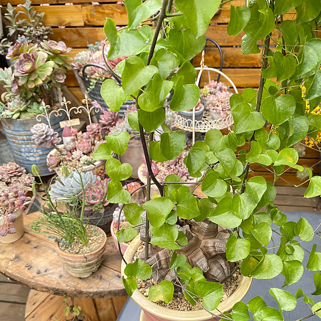 mintteaさんの部屋