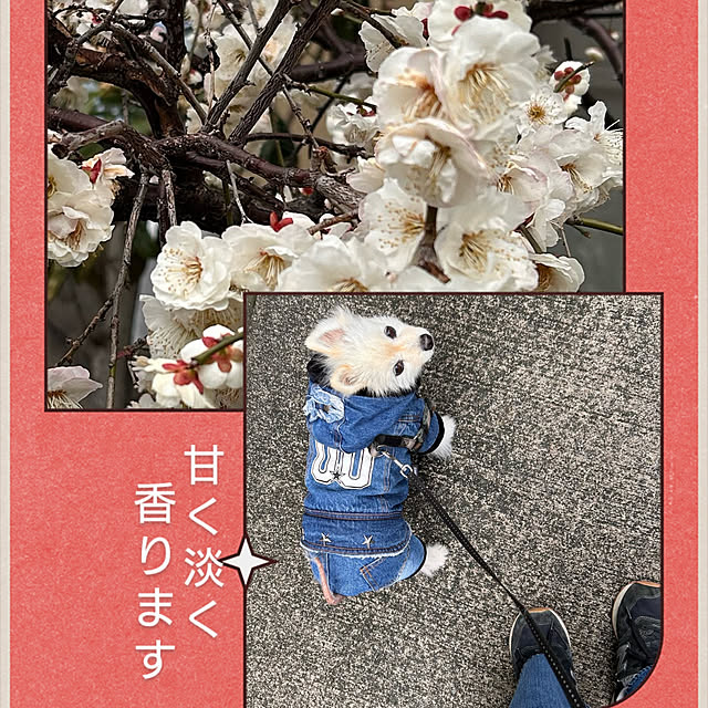 akaidarumaさんの部屋