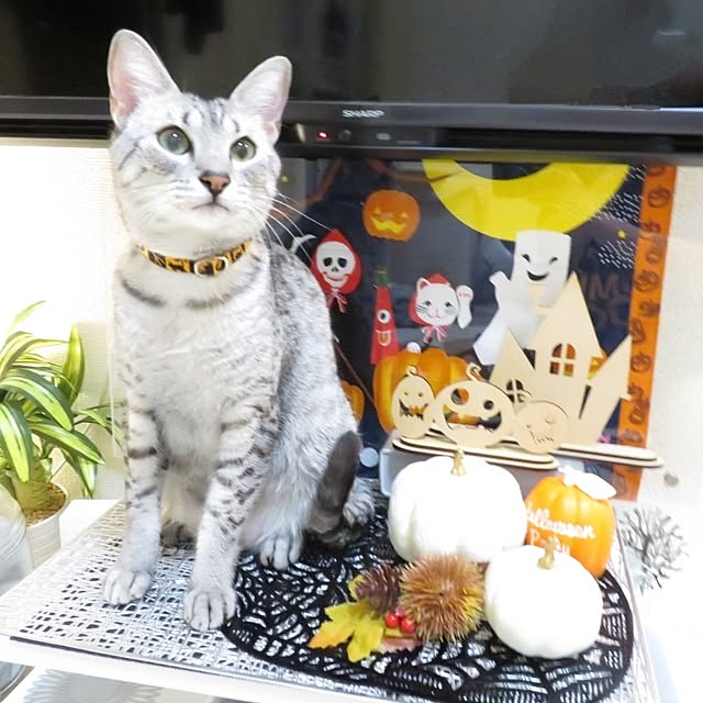 Moeさんの部屋