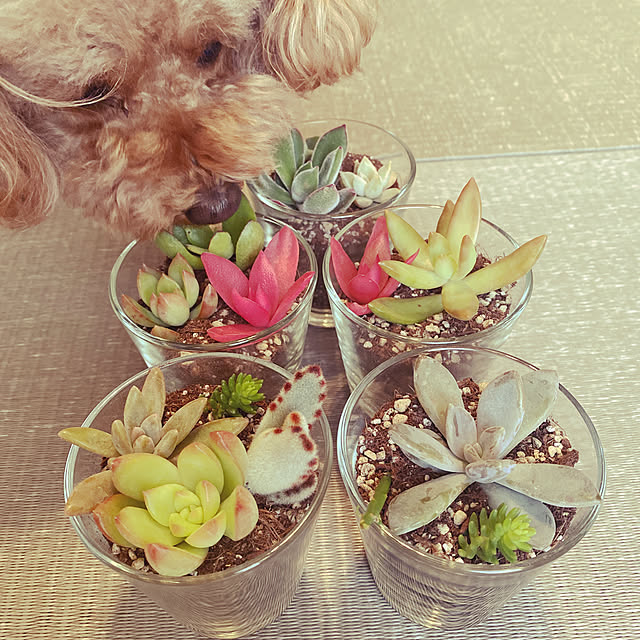 nicoさんの実例写真