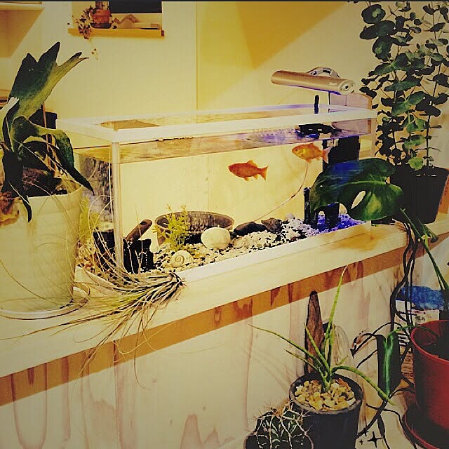 棚/金魚/水槽/カウンター/観葉植物...などのインテリア実例 - 2015-03-10 23:44:04