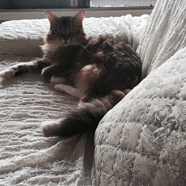 matamさんの実例写真