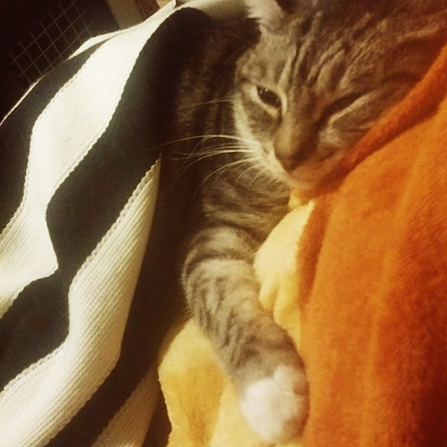 annさんの実例写真