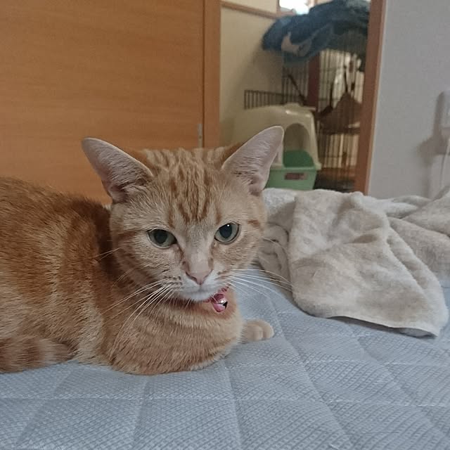 shinobuさんの実例写真