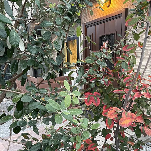 ronronさんの部屋