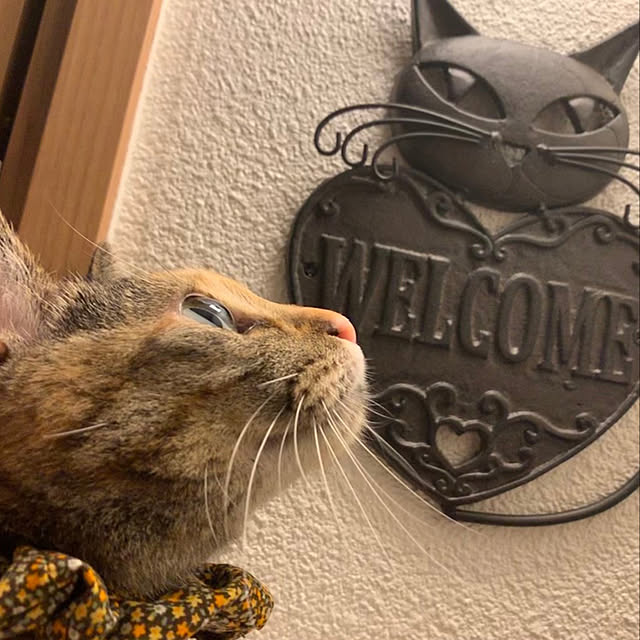tincさんの実例写真