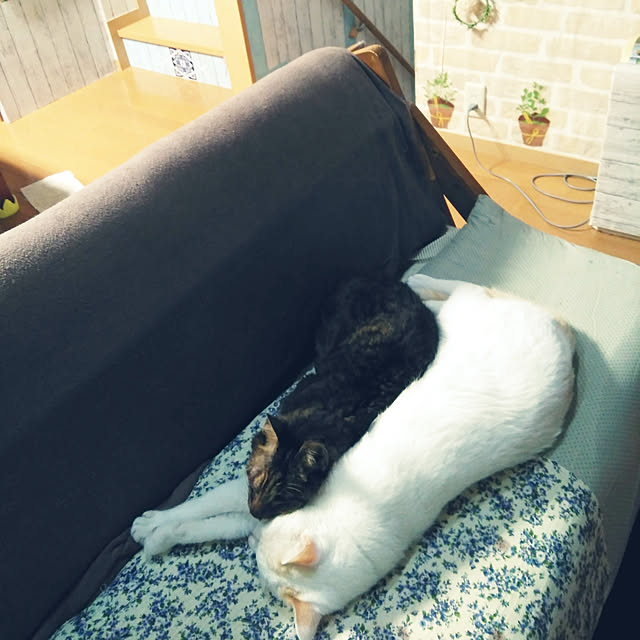 posauruさんの実例写真